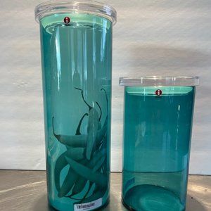 iittala Canister set of 2 Turqoise